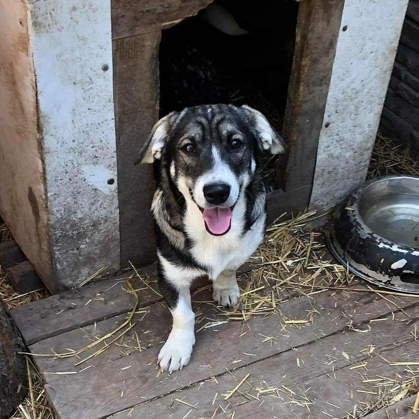 Маленькие истории бездомных животных: где найти себе верного друга в Днепре 4