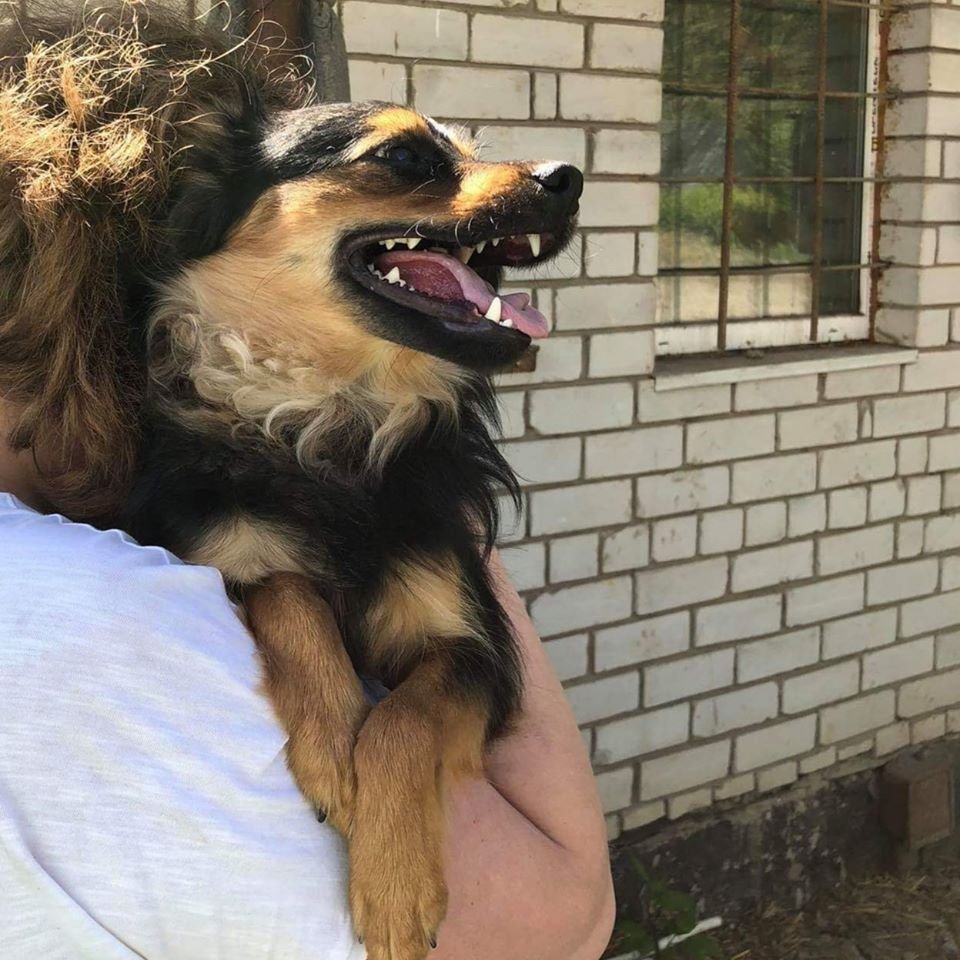 Маленькие истории бездомных животных: где найти себе верного друга в Днепре 6