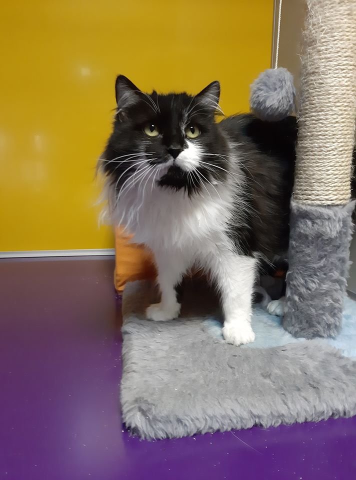 Маленькие истории бездомных животных: где найти себе верного друга в Днепре 7