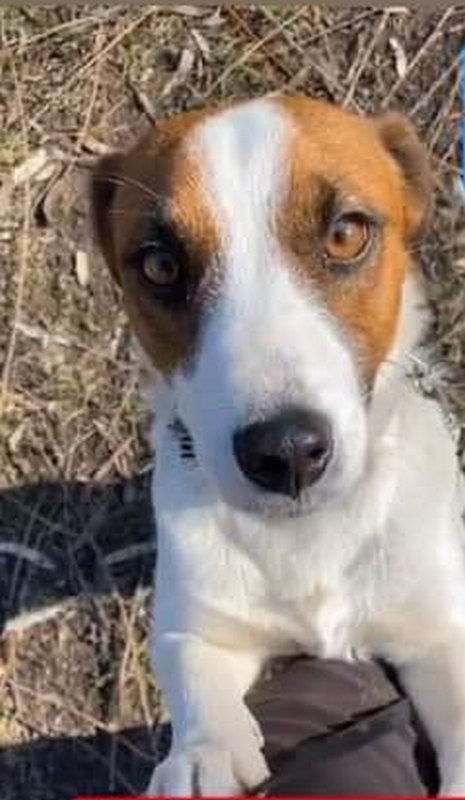 В Днепре пропало много животных: помогите найти 1