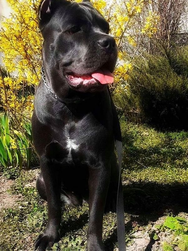 В Днепре пропало много животных: помогите найти 2