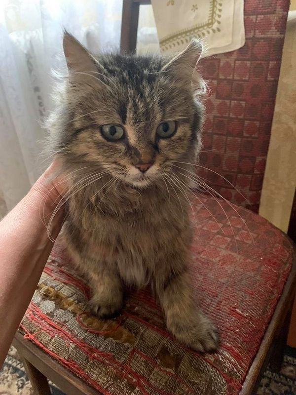 В Днепре пропало много животных: помогите найти 3