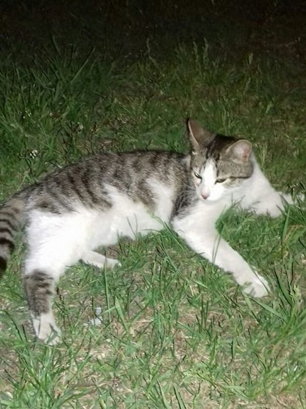 В Днепре пропало много животных: помогите найти 4