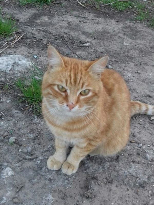 В Днепре пропало много животных: помогите найти 5