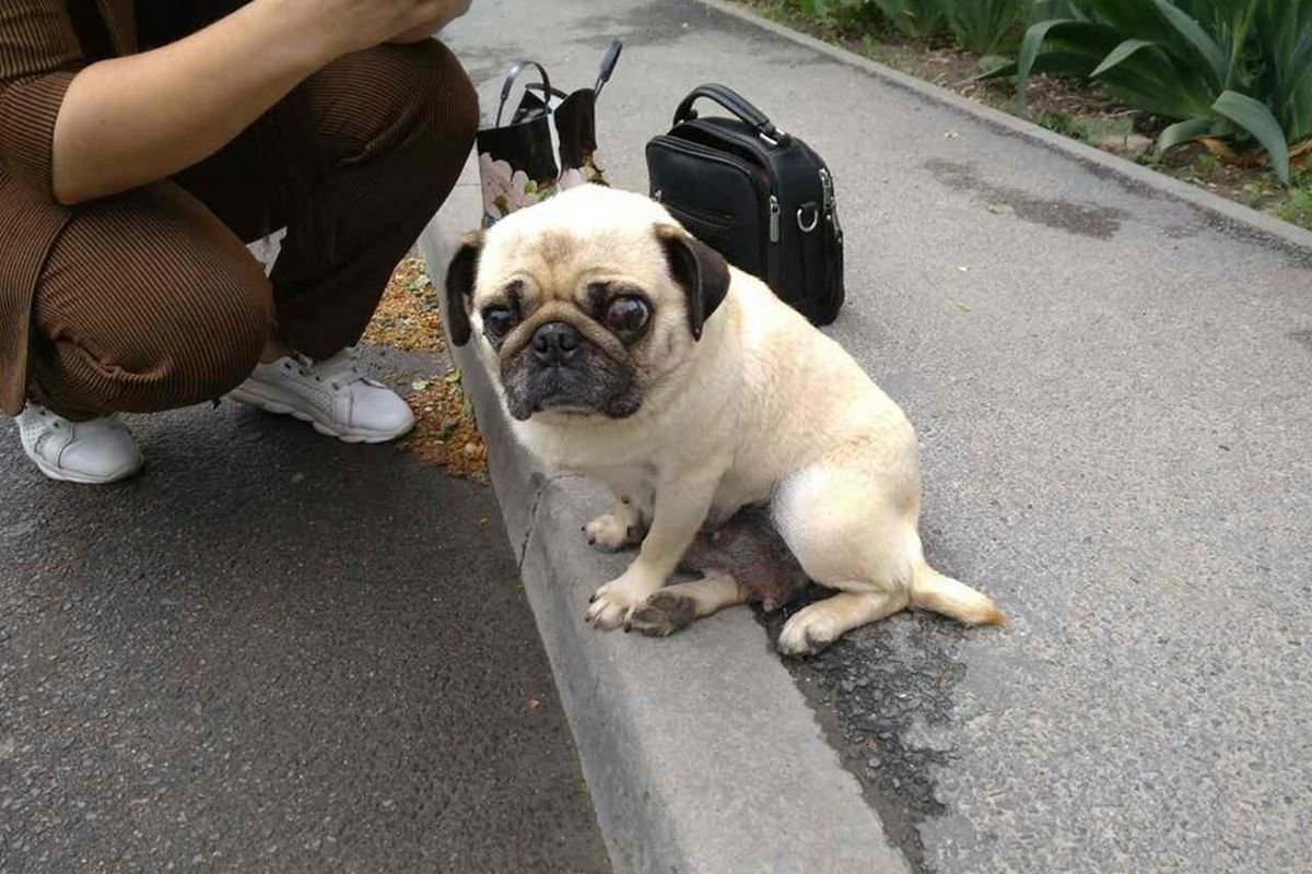 В Днепре пропало много животных: помогите найти 6