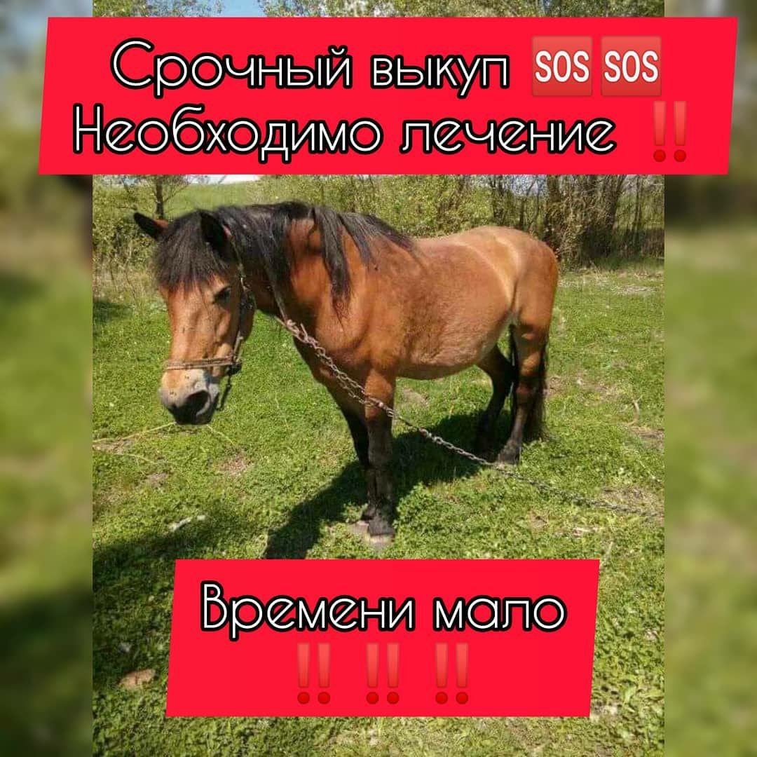 В Днепре заболевшую молодую лошадь хотят отдать мяснику: волонтеры борются за ее жизнь 1