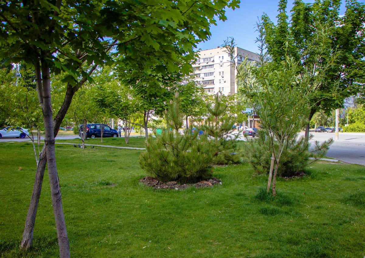 Вид дерева выбирали в зависимости от территории