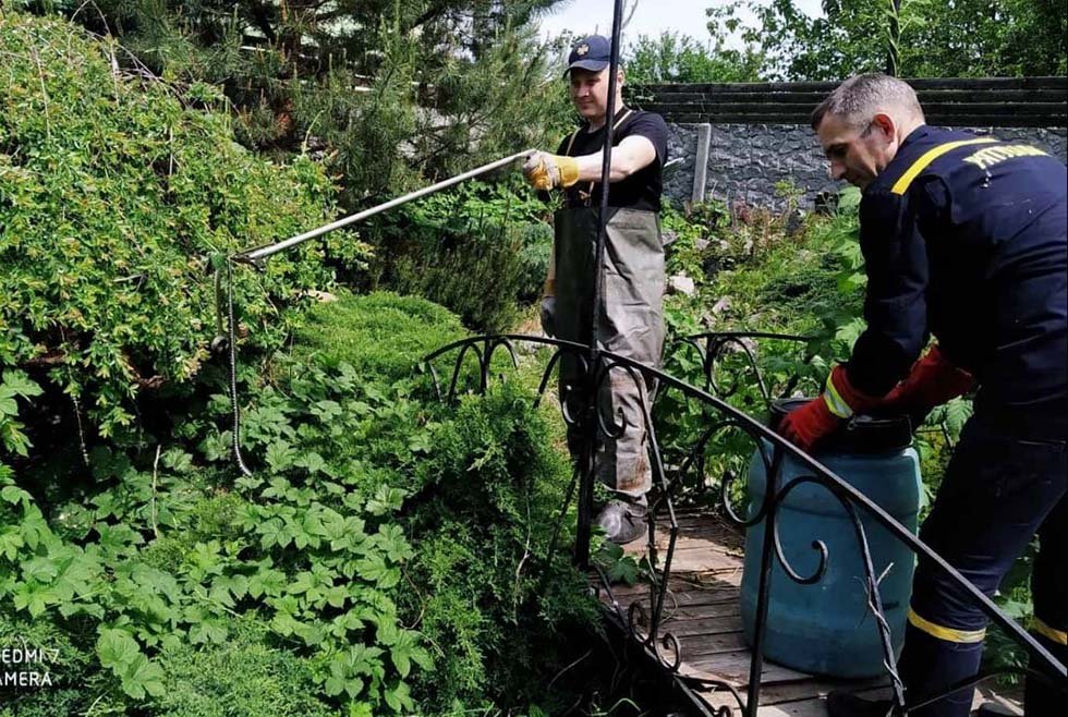 В Днепре во двор к женщине заползли пять змей 2