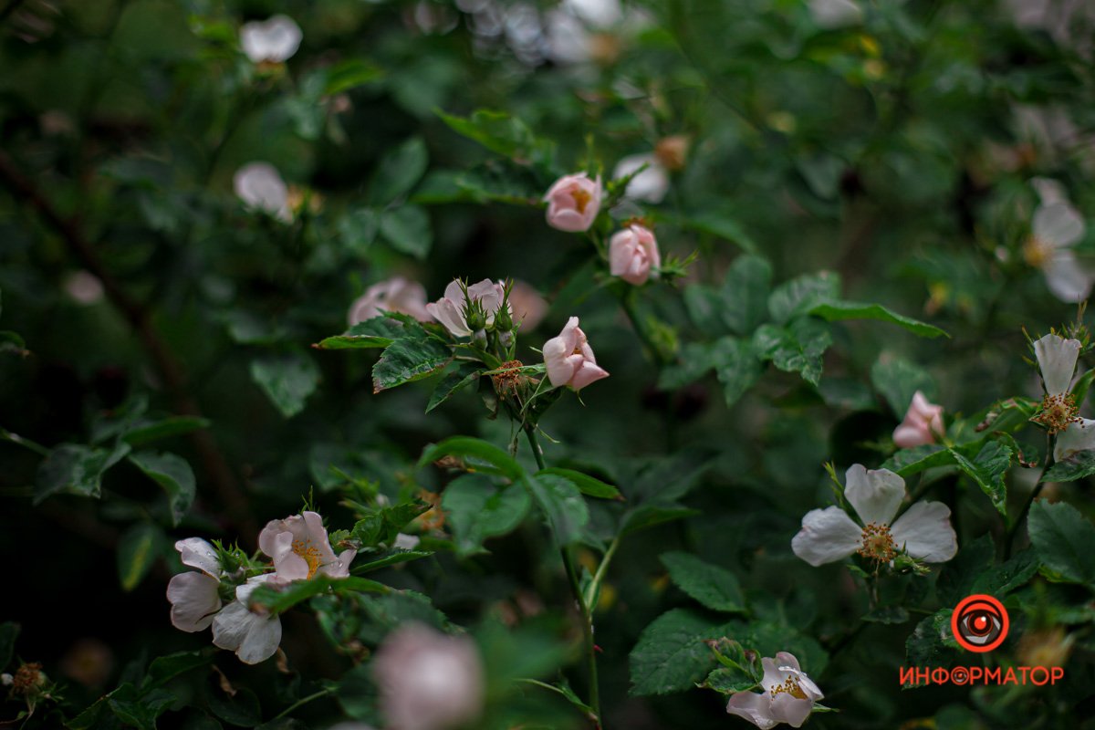 Весна цветет 