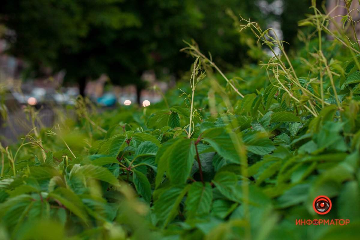 Запах свежести