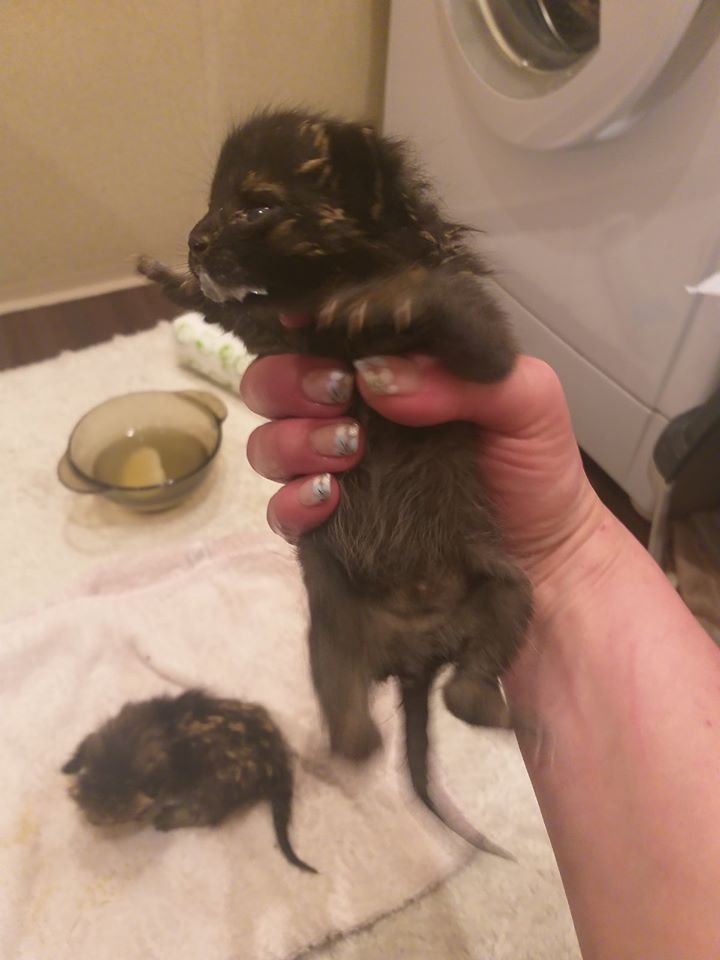 В Днепре на стройку выбросили кошку и новорожденных котят: маму-кошку переехал экскаватор 1