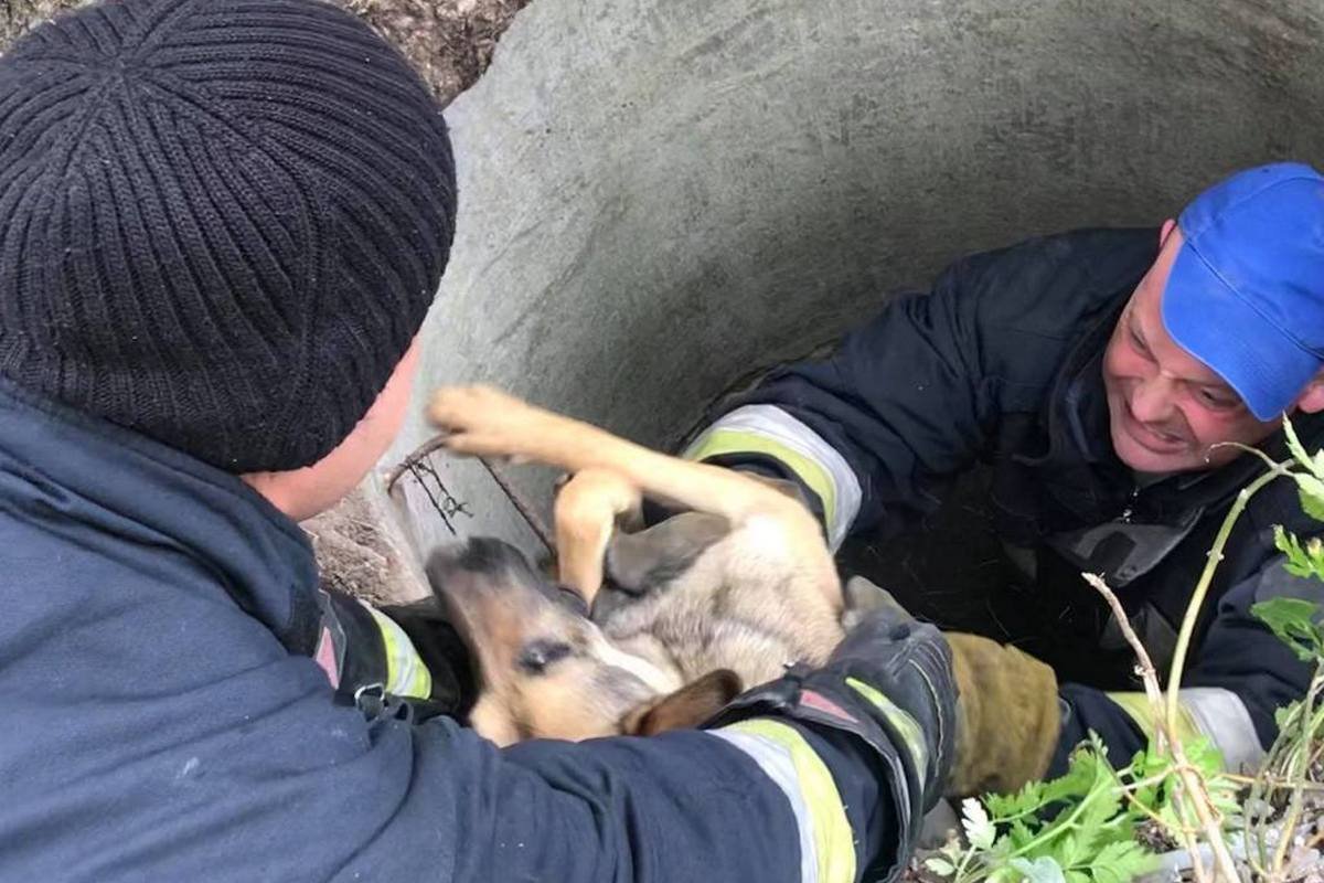 Песика вытащили спасатели