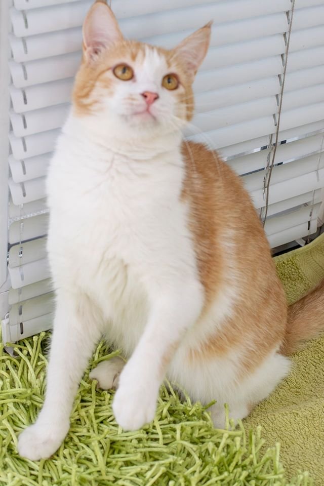 Подарите тепло и любовь: какие животные ищут дом в Днепре 1