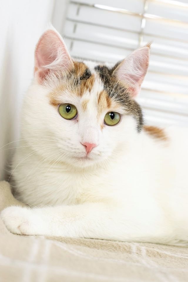 Подарите тепло и любовь: какие животные ищут дом в Днепре 2