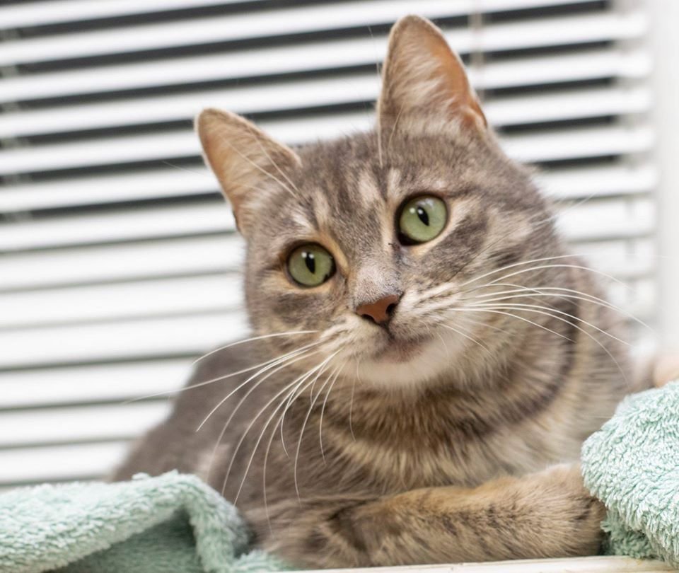 Подарите тепло и любовь: какие животные ищут дом в Днепре 3