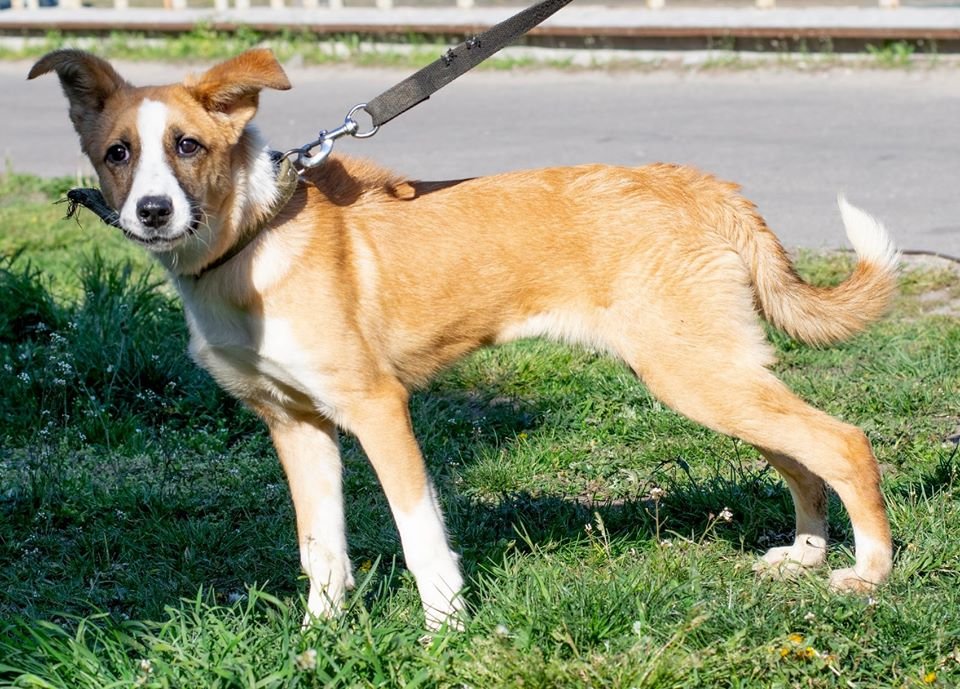 Подарите тепло и любовь: какие животные ищут дом в Днепре 4