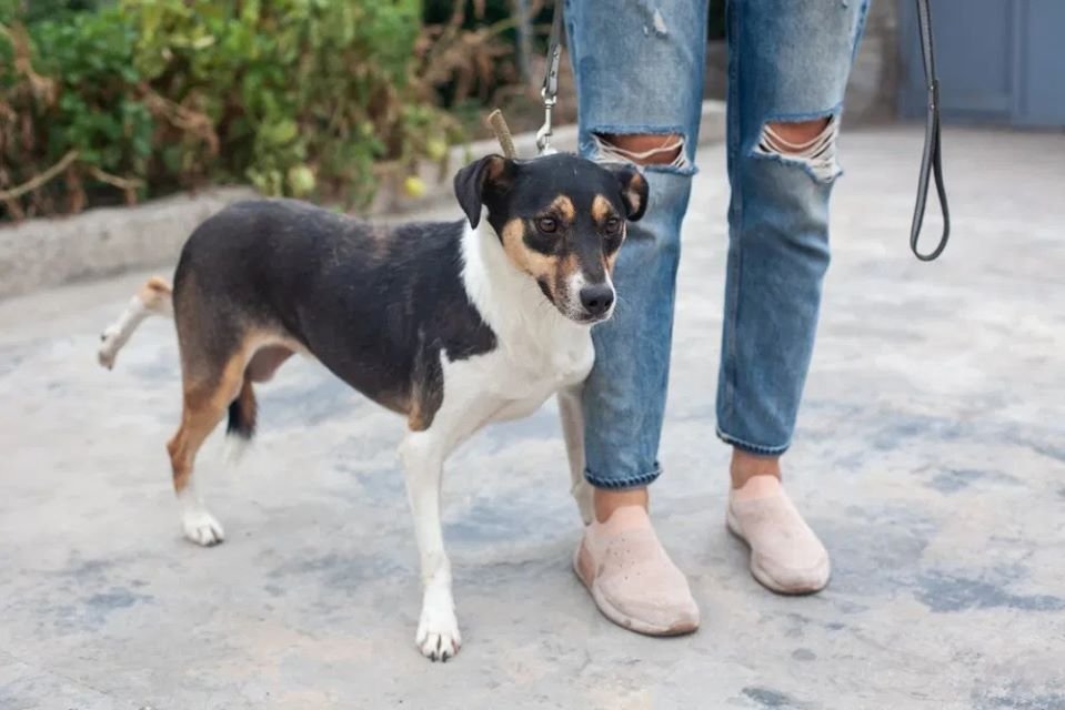 Подарите тепло и любовь: какие животные ищут дом в Днепре 5