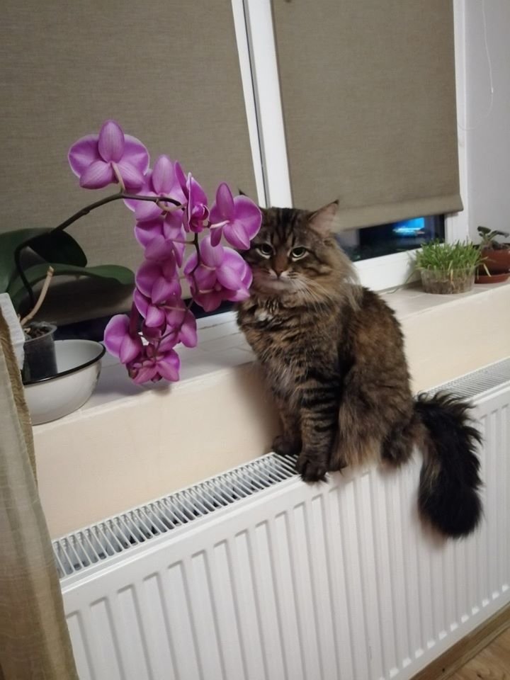 В Днепре пропало много животных: помогите найти 1