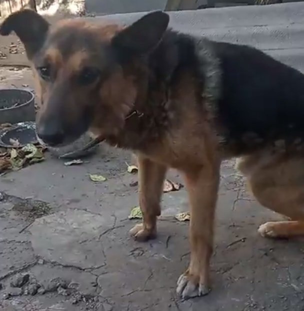 В Днепре пропало много животных: помогите найти 2