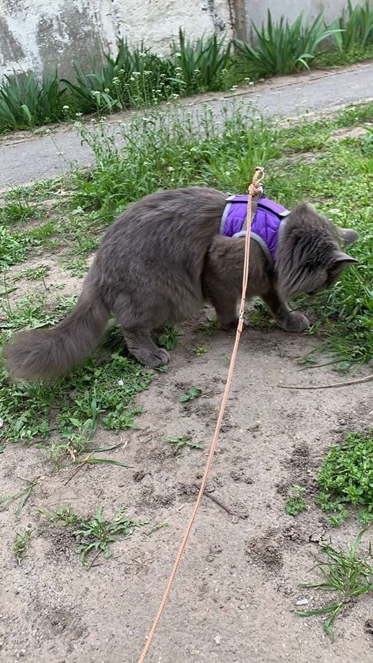 В Днепре пропало много животных: помогите найти 3