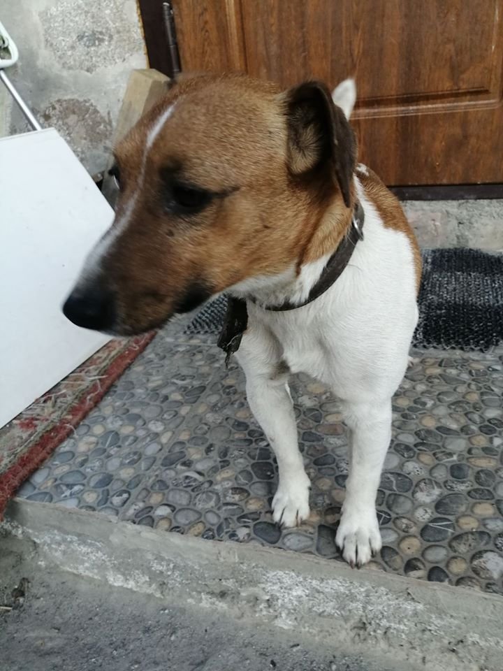 В Днепре пропало много животных: помогите найти 4