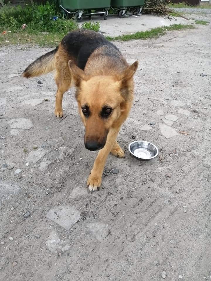 В Днепре пропало много животных: помогите найти 5