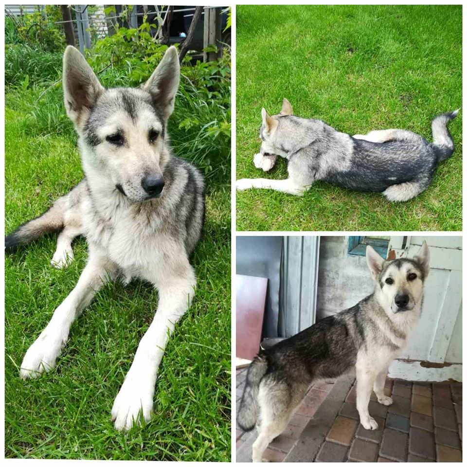 В Днепре пропало много животных: помогите найти 6