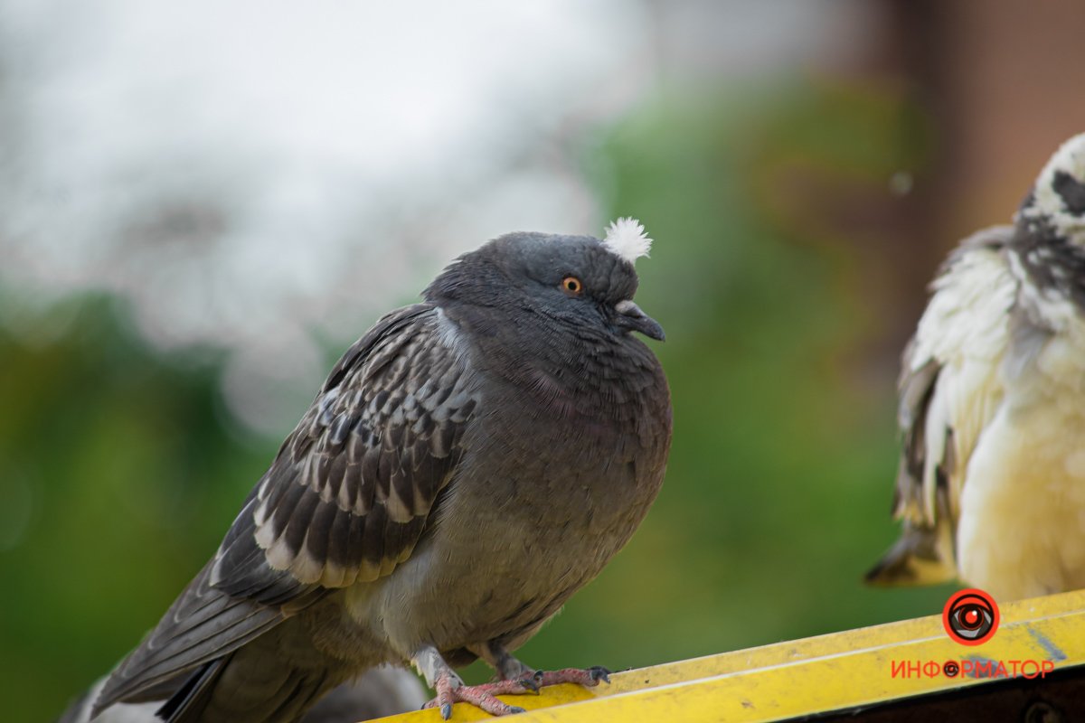 Голубь, который мечтает участвовать в кабаре 