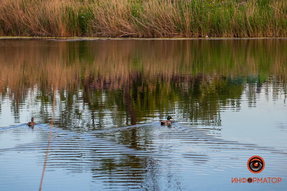 Как в Днепре выглядит закат над озером Куриным 4