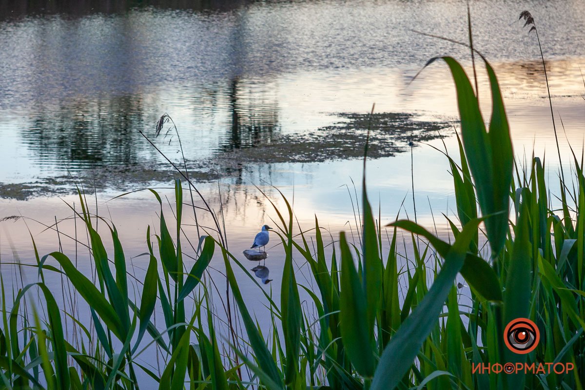 Как в Днепре выглядит закат над озером Куриным 10