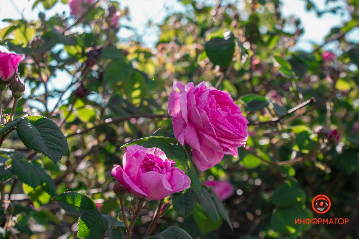 В Днепре зацвели маки: как выглядит красное полотно лепестков 1