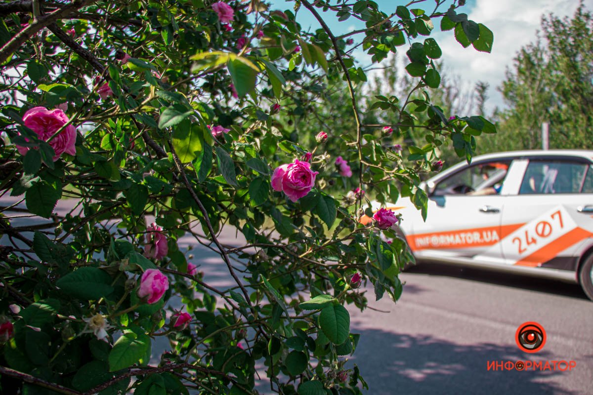 В Днепре зацвели маки: как выглядит красное полотно лепестков 2