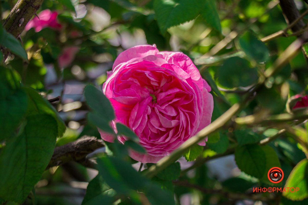 В Днепре зацвели маки: как выглядит красное полотно лепестков 3