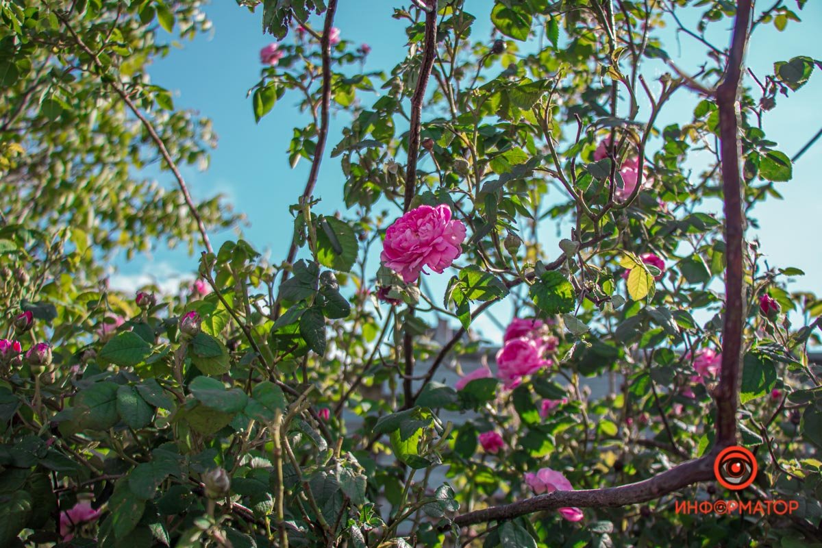 В Днепре зацвели маки: как выглядит красное полотно лепестков 4