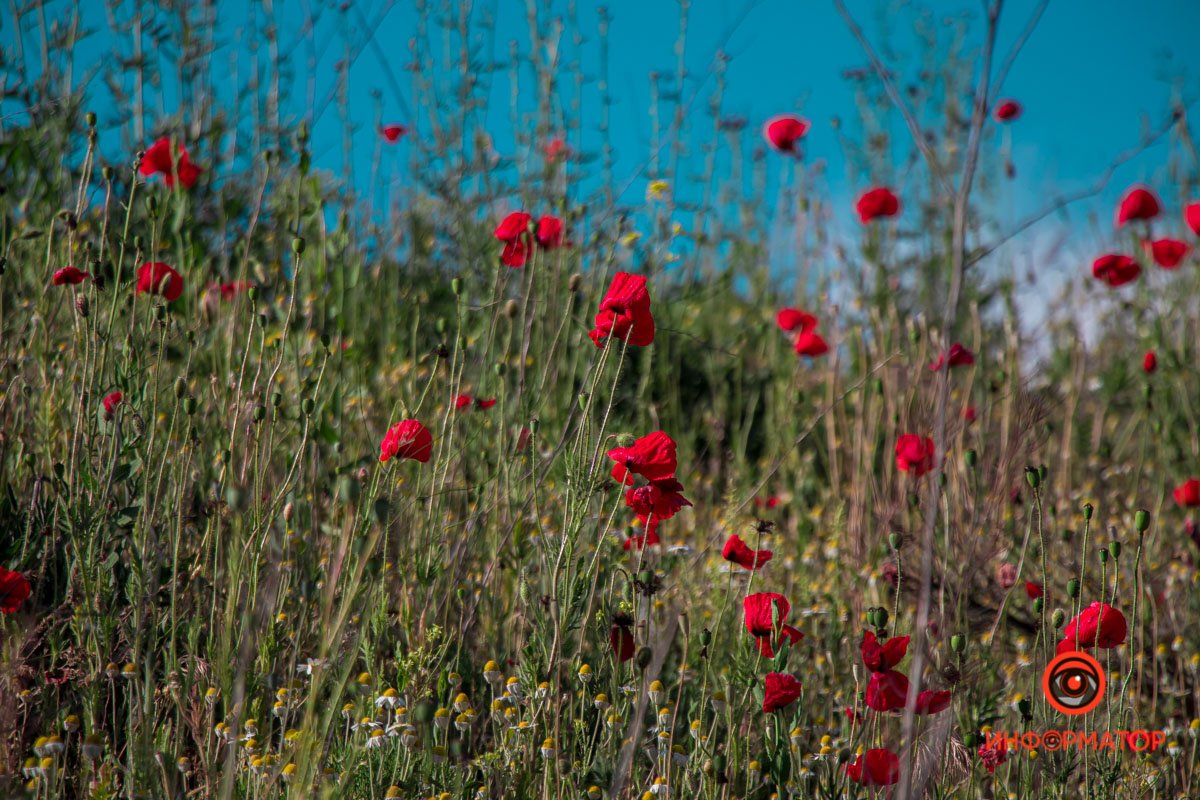 В Днепре зацвели маки: как выглядит красное полотно лепестков 5