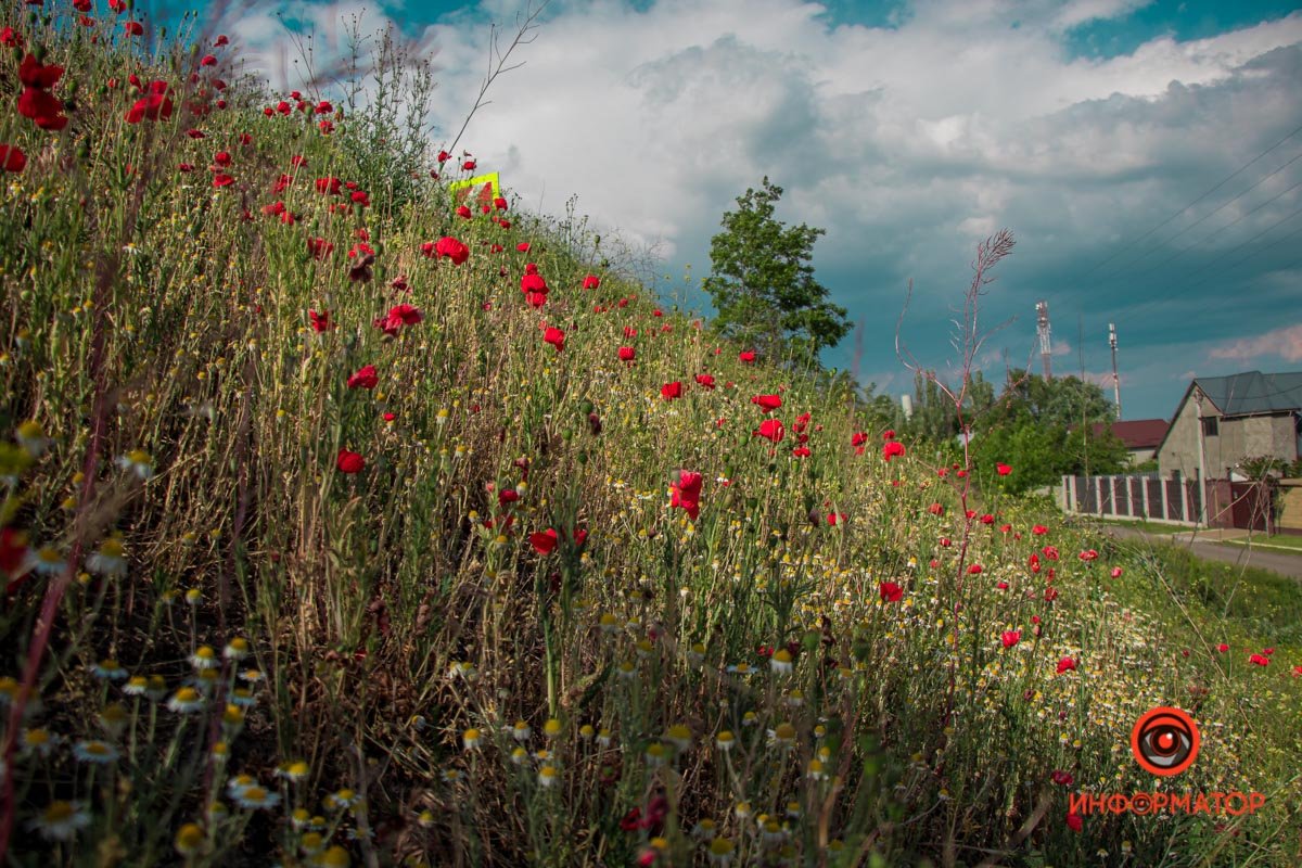 В Днепре зацвели маки: как выглядит красное полотно лепестков 6