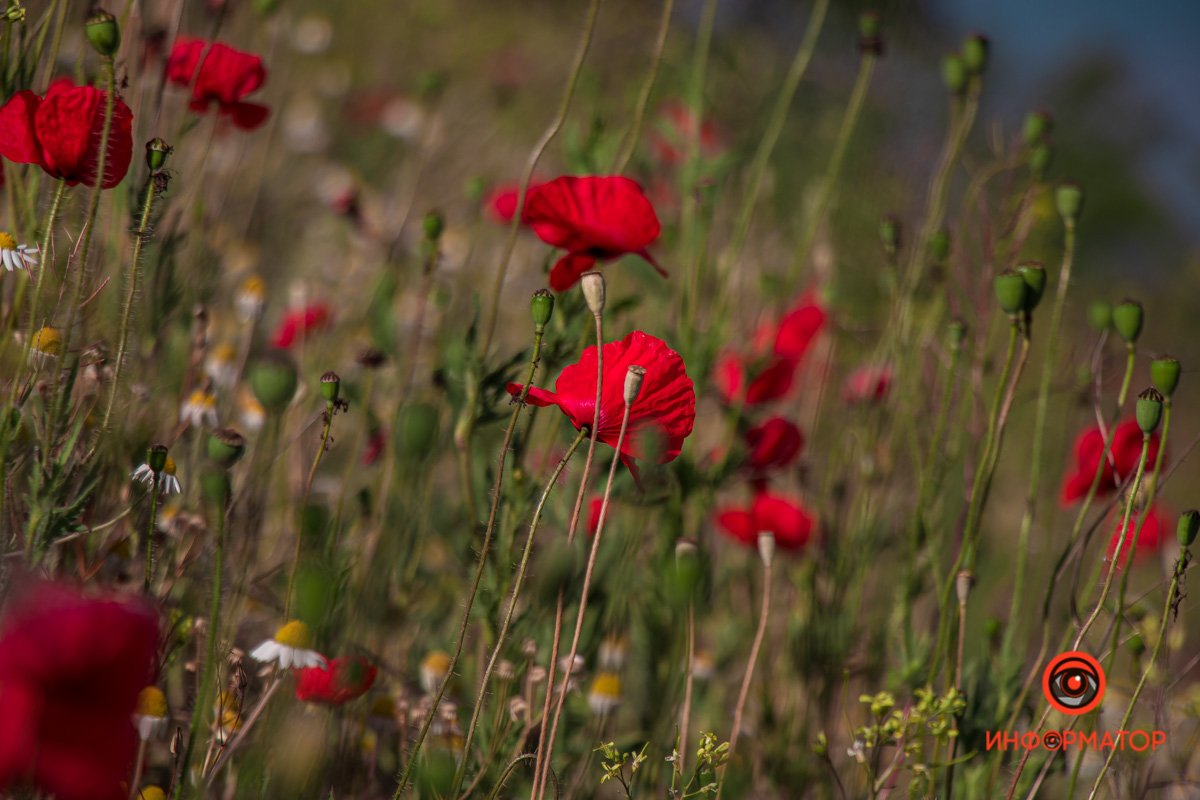 В Днепре зацвели маки: как выглядит красное полотно лепестков 7