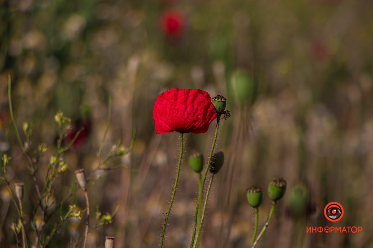 В Днепре зацвели маки: как выглядит красное полотно лепестков 8