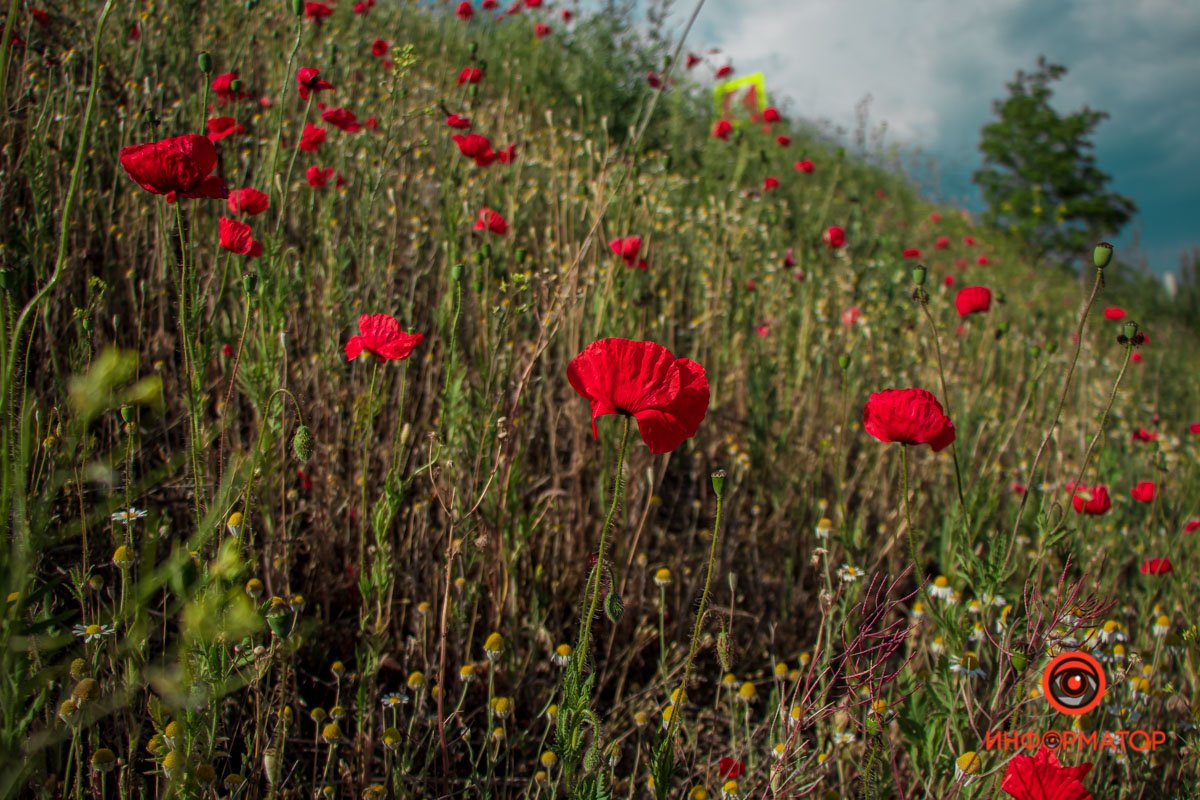 В Днепре зацвели маки: как выглядит красное полотно лепестков 9