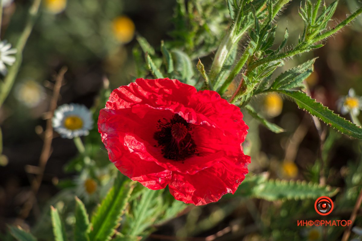 В Днепре зацвели маки: как выглядит красное полотно лепестков 10