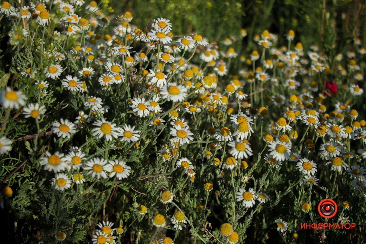В Днепре зацвели маки: как выглядит красное полотно лепестков 11