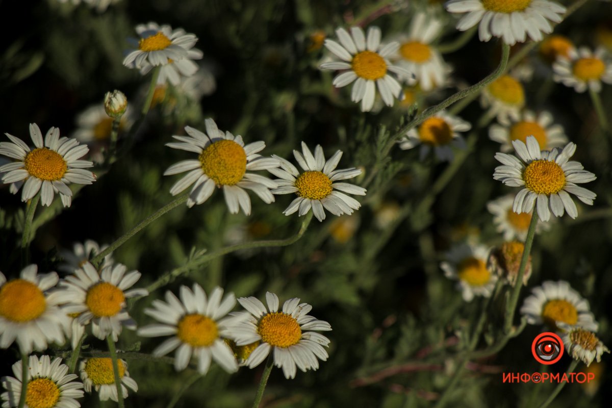 В Днепре зацвели маки: как выглядит красное полотно лепестков 12