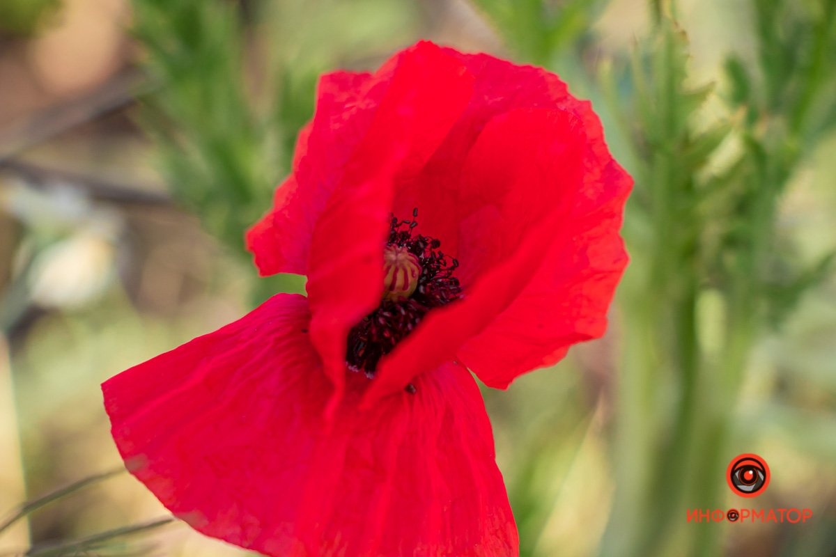 В Днепре зацвели маки: как выглядит красное полотно лепестков 13