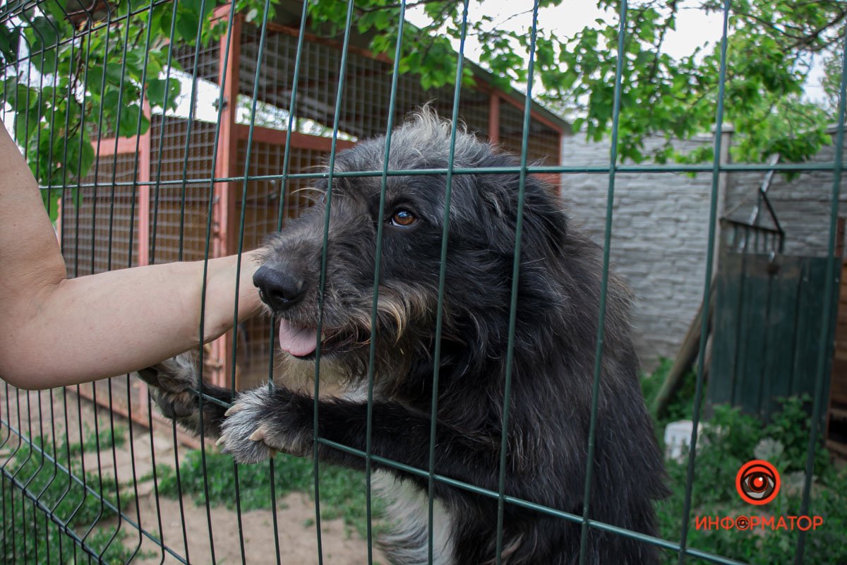 У любви четыре лапы: как живет приют для хвостатых под Днепром 1