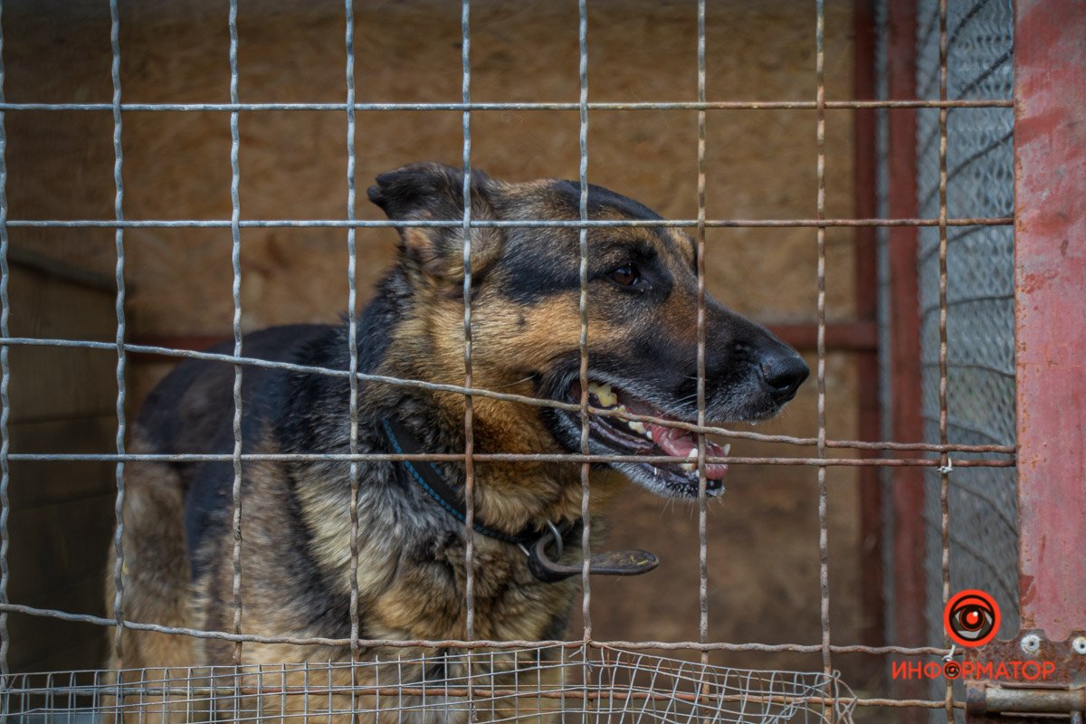 У любви четыре лапы: как живет приют для хвостатых под Днепром 2