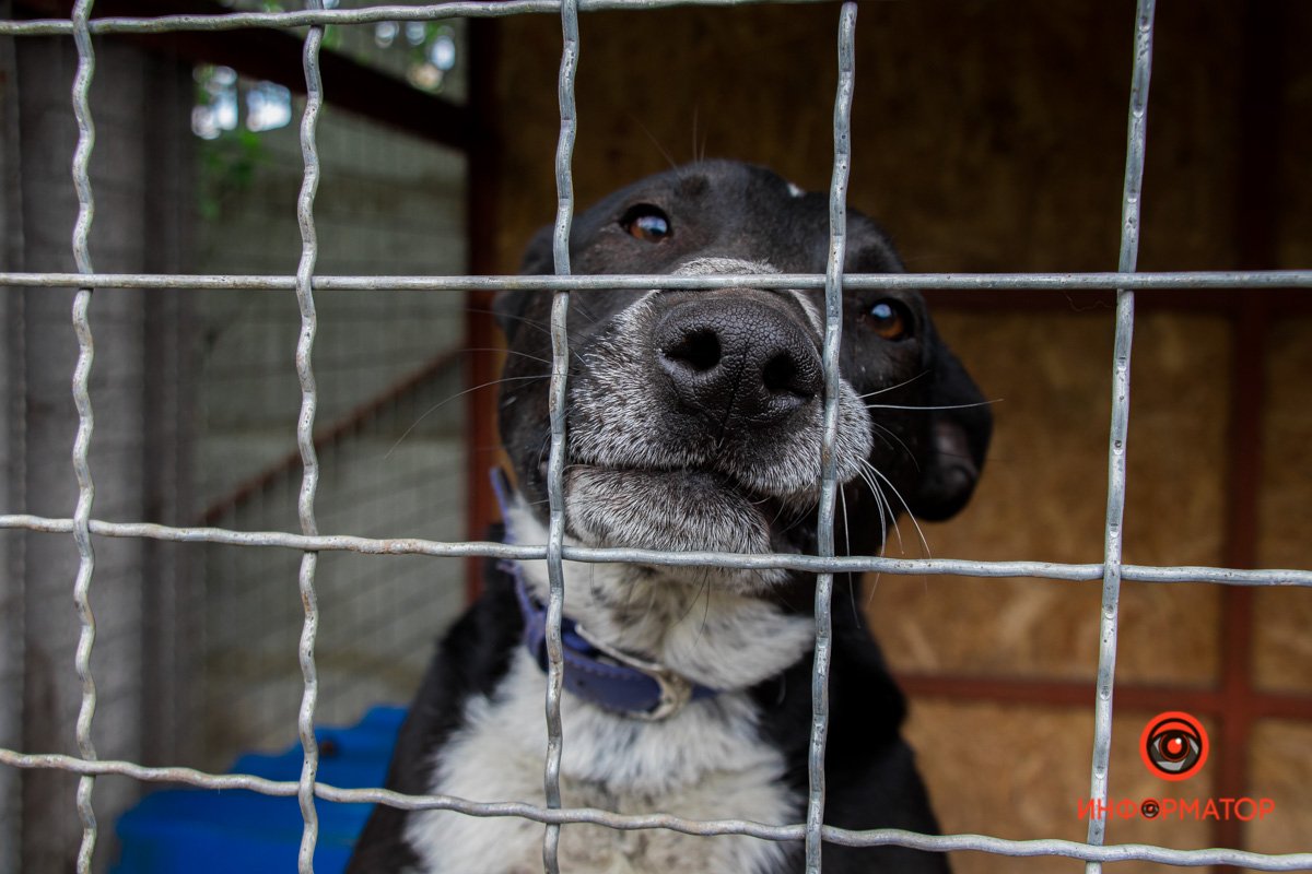 У любви четыре лапы: как живет приют для хвостатых под Днепром 3