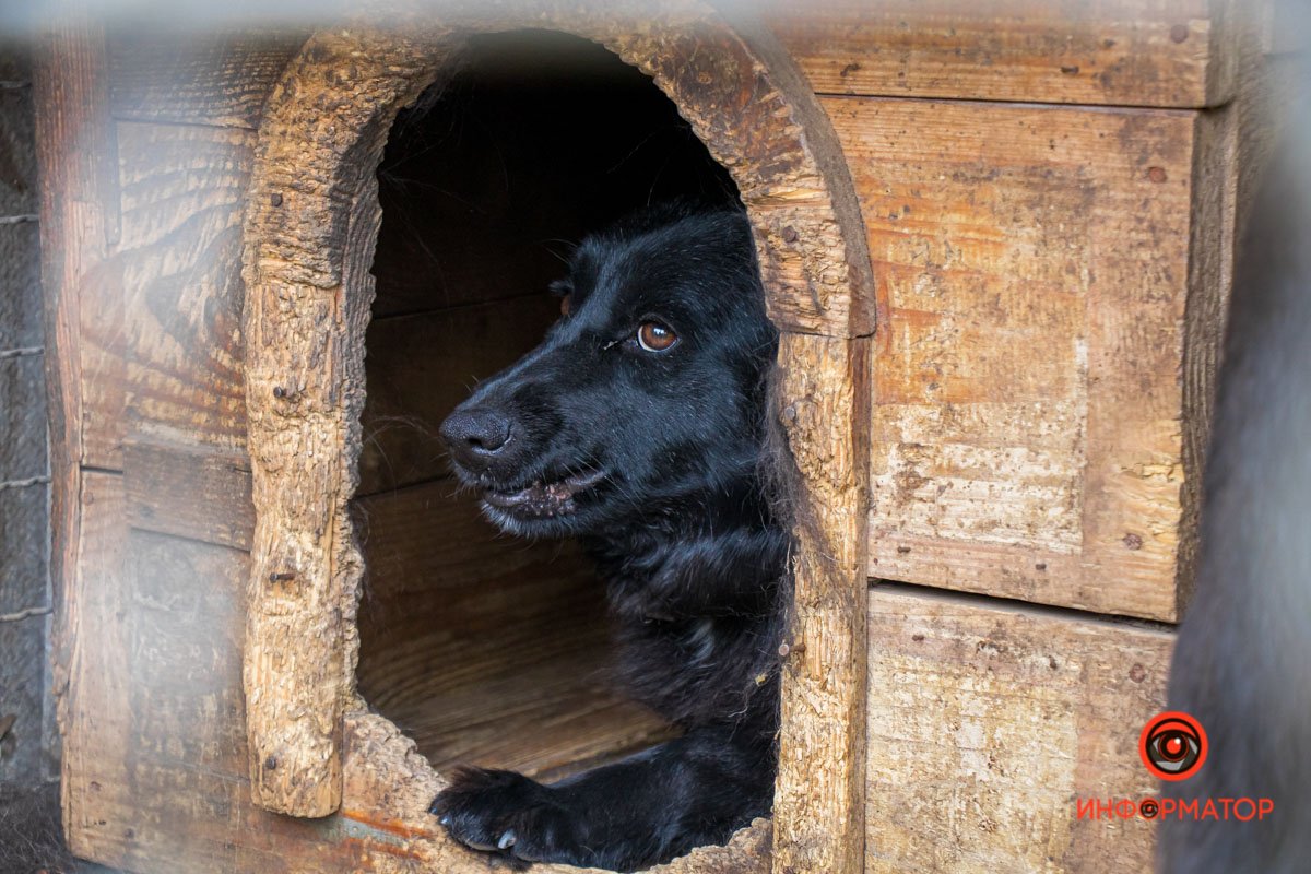 У любви четыре лапы: как живет приют для хвостатых под Днепром 4