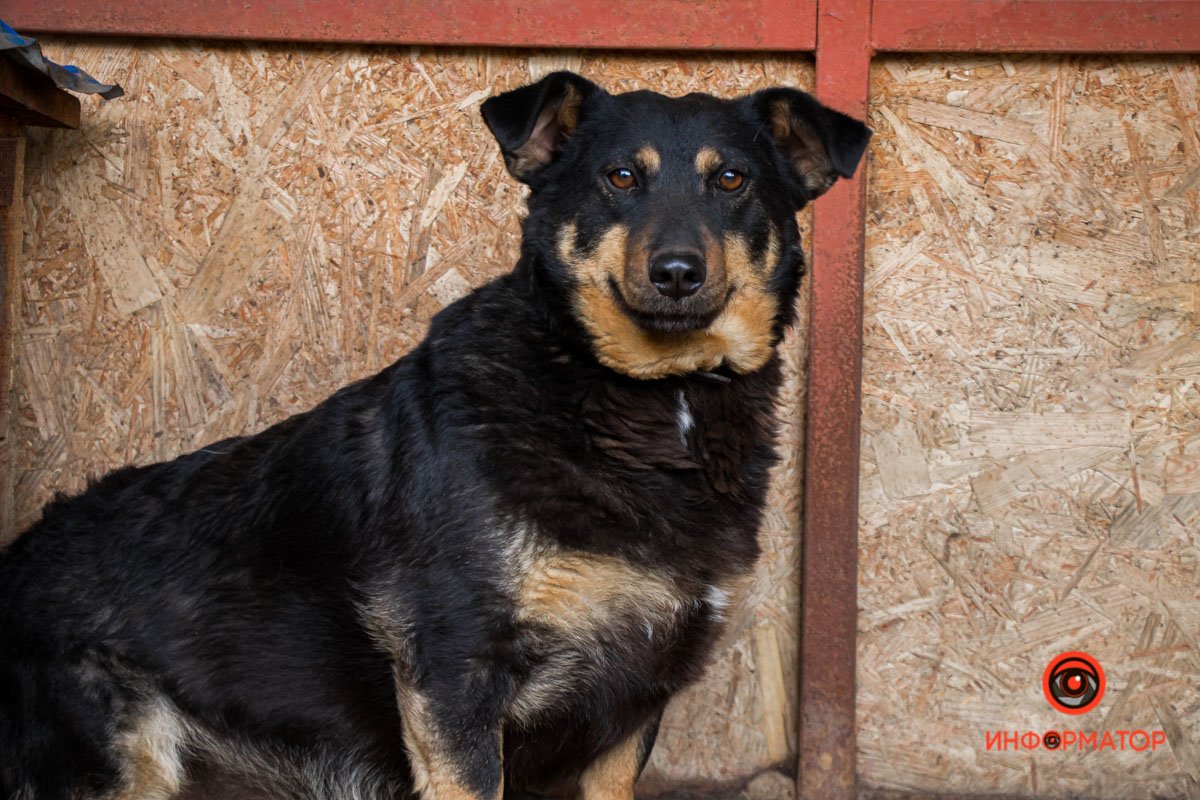 У любви четыре лапы: как живет приют для хвостатых под Днепром 5