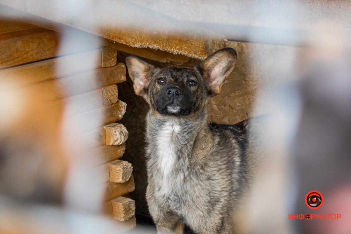 У любви четыре лапы: как живет приют для хвостатых под Днепром 6