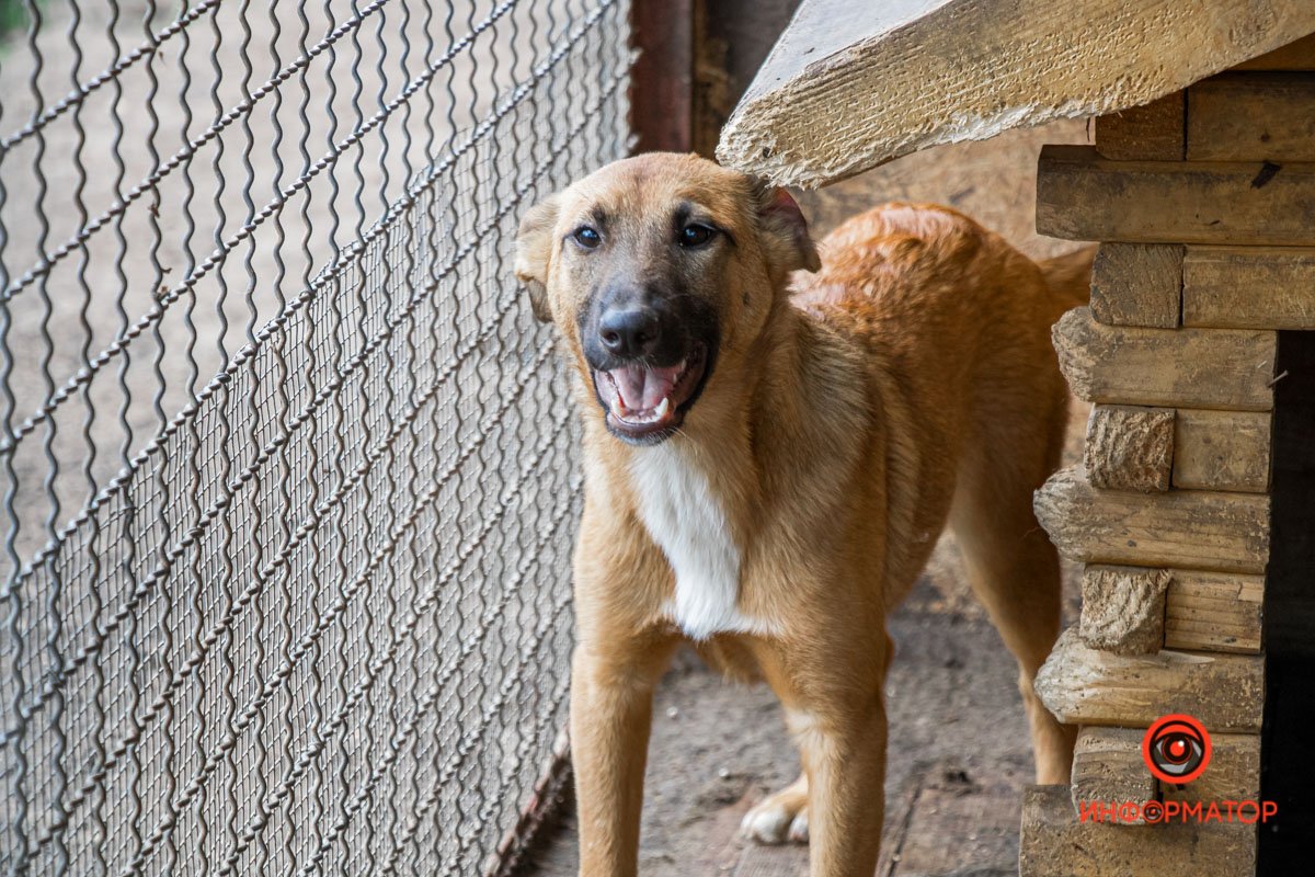 У любви четыре лапы: как живет приют для хвостатых под Днепром 7